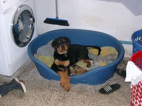 Rottweiler thor billede 8