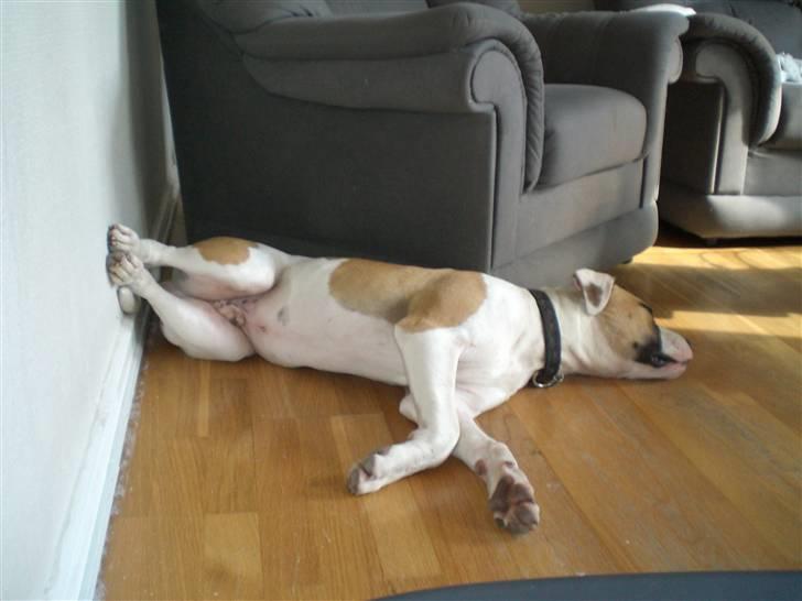 Amerikansk bulldog Cairo (R.I.P) - Sådan sover jeg bedst.. billede 13