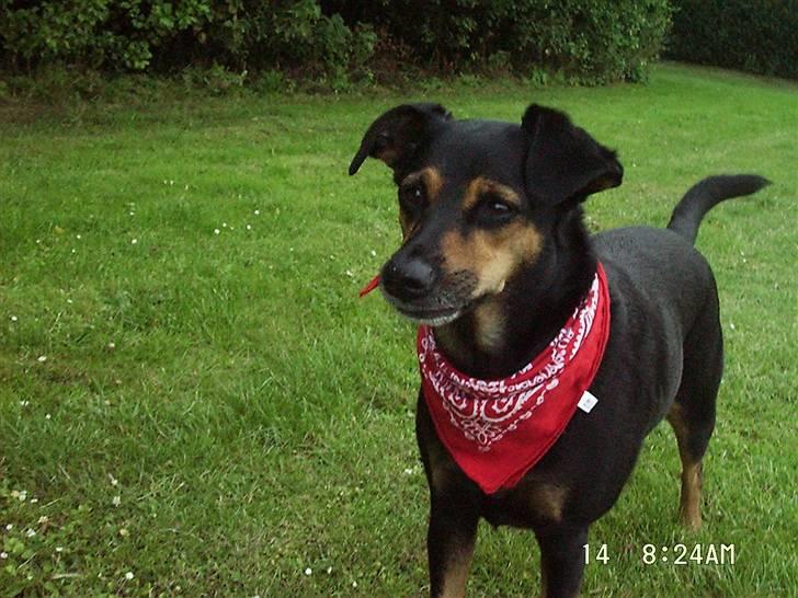 Blanding af racer Dina (r.i.p :-( ) billede 1