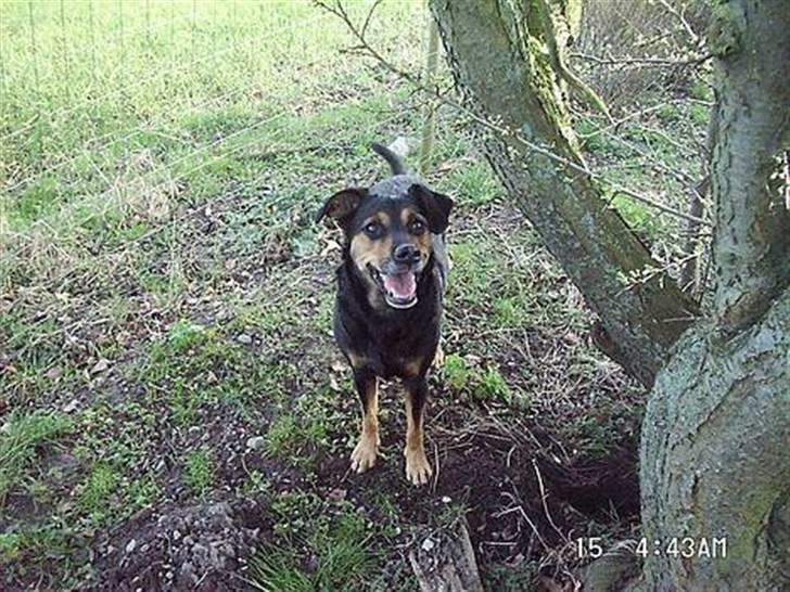 Blanding af racer Dina (r.i.p :-( ) - "Nej det er altså ikke mig som har gravet det hul dér. Det var Kani tror jeg" ;) Rigtig godt billed af hende :) billede 2