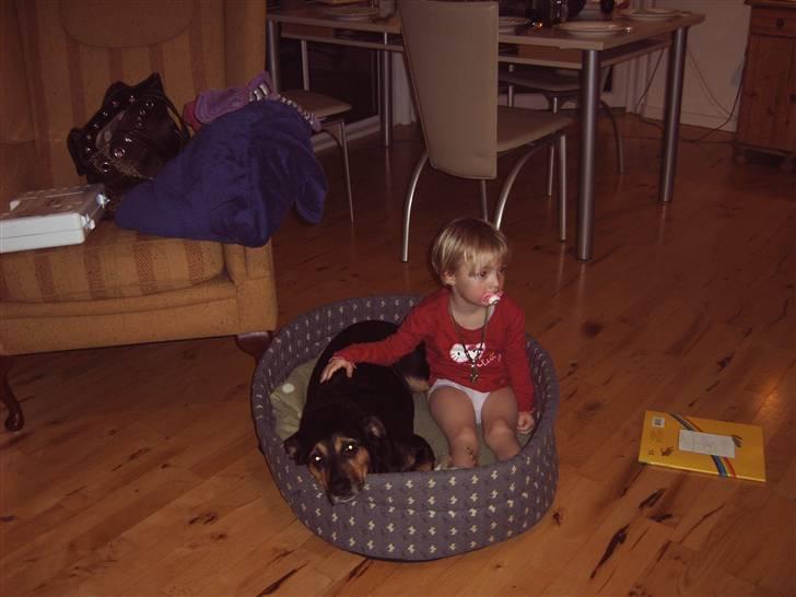 Blanding af racer Dina (r.i.p :-( ) billede 3