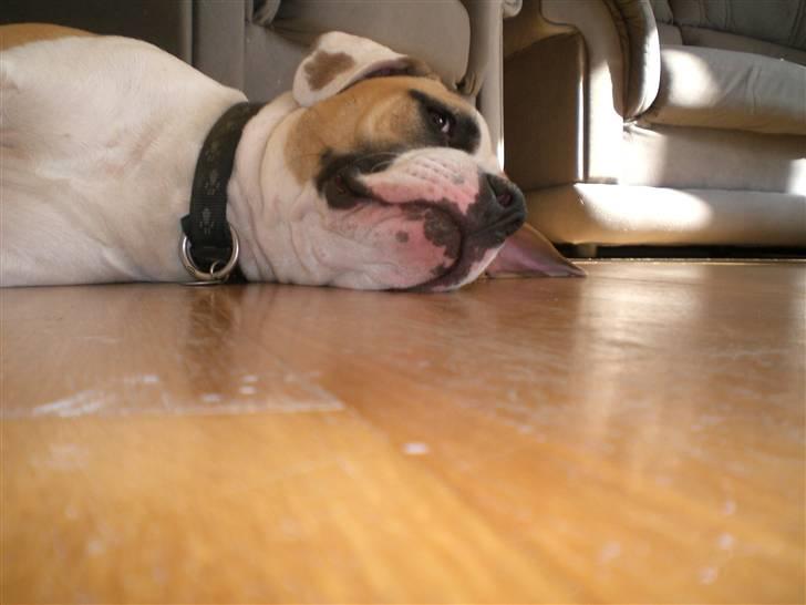 Amerikansk bulldog Cairo (R.I.P) billede 14