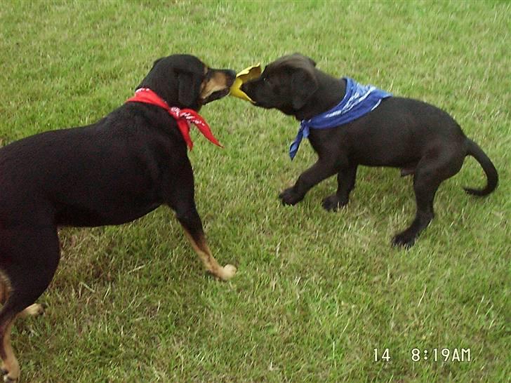 Blanding af racer Dina (r.i.p :-( ) billede 4