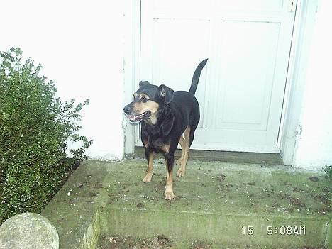 Blanding af racer Dina (r.i.p :-( ) billede 5