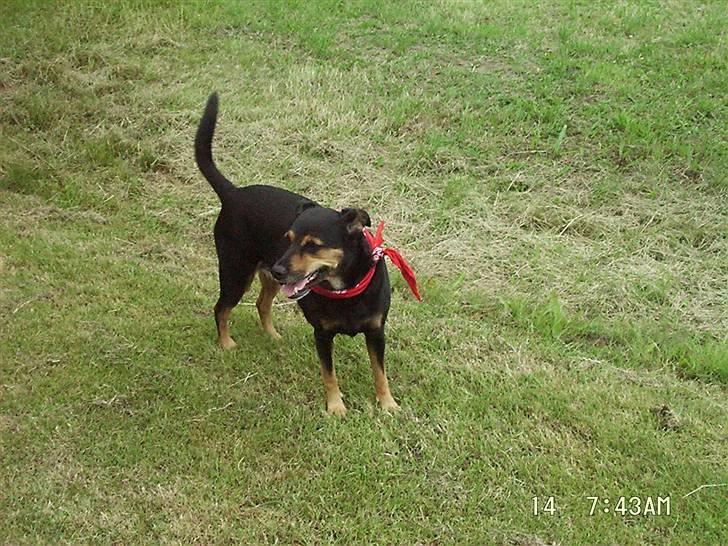 Blanding af racer Dina (r.i.p :-( ) billede 6