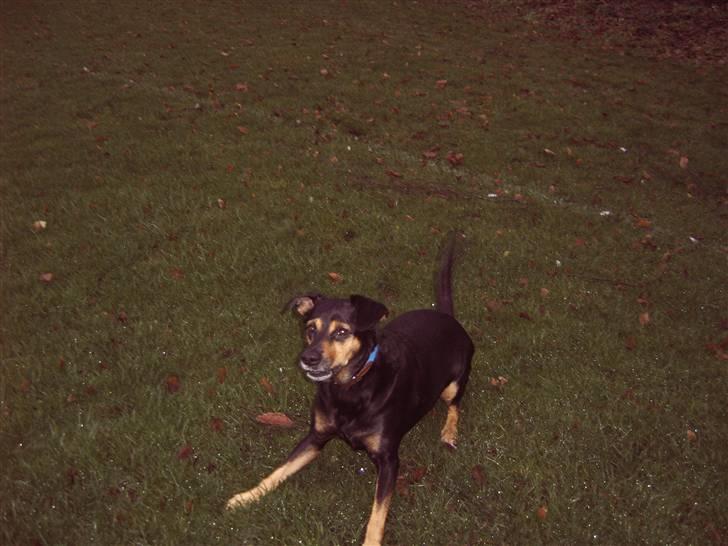 Blanding af racer Dina (r.i.p :-( ) billede 7