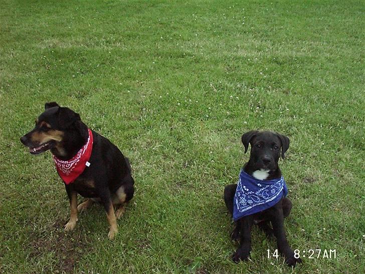 Blanding af racer Dina (r.i.p :-( ) billede 8