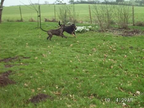 Blanding af racer Dina (r.i.p :-( ) - "Du får det iiiikke" billede 9