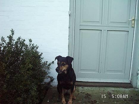 Blanding af racer Dina (r.i.p :-( ) billede 10