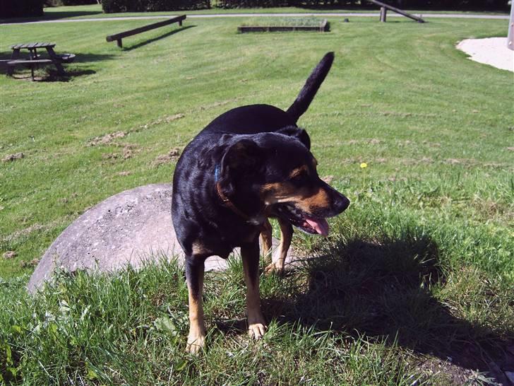 Blanding af racer Dina (r.i.p :-( ) - Dina den 31 august 2008 billede 11