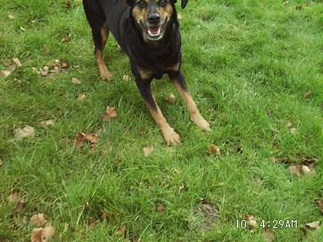 Blanding af racer Dina (r.i.p :-( ) - ÆRGELIGT man ikke fik hele hendes hoved med, det er ellers et rigtig sødt billed af hende :) billede 12