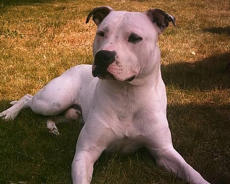 Amerikansk staffordshire terrier Bobby billede 1