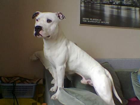 Amerikansk staffordshire terrier Bobby billede 2