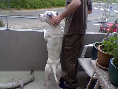 Amerikansk staffordshire terrier Bobby billede 3