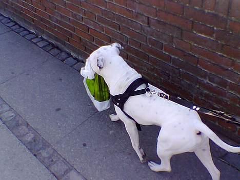 Amerikansk staffordshire terrier Bobby billede 4