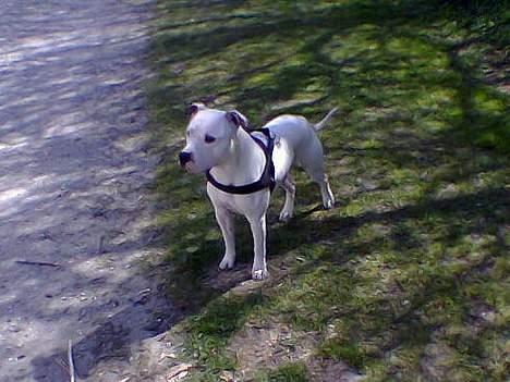 Amerikansk staffordshire terrier Bobby billede 5