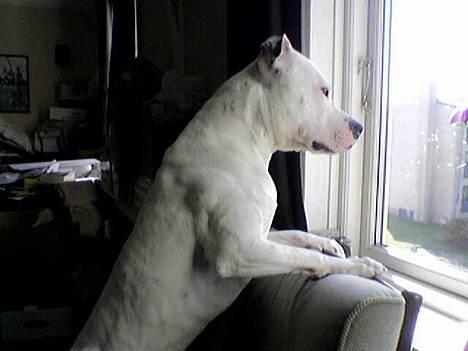 Amerikansk staffordshire terrier Bobby billede 6