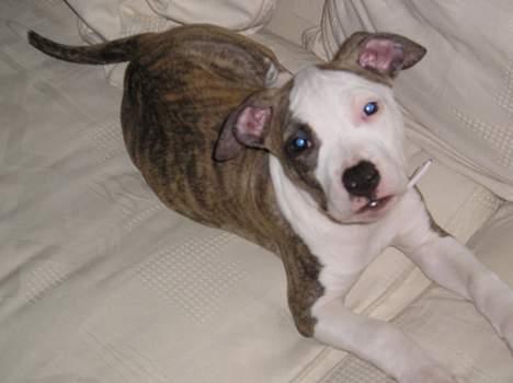 Amerikansk staffordshire terrier Molly billede 3