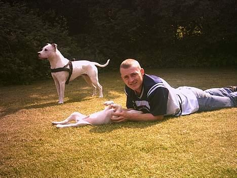 Amerikansk staffordshire terrier Bobby billede 8