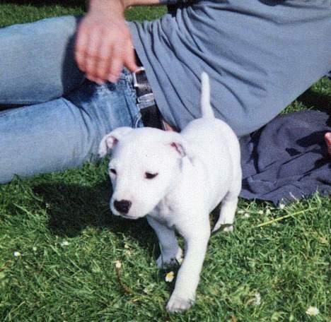 Amerikansk staffordshire terrier Bobby billede 9