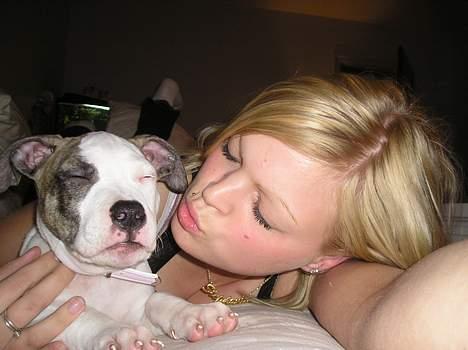 Amerikansk staffordshire terrier Molly billede 5