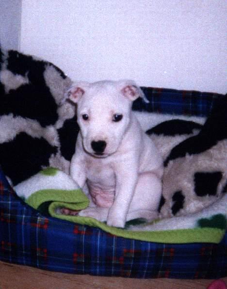 Amerikansk staffordshire terrier Bobby billede 10