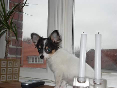 Chihuahua Fie - min lille hund i vindueskarmen billede 1