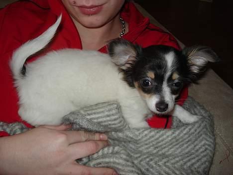 Chihuahua Fie - det er så min lille fie der hvor hun bedst kan lide at være billede 2