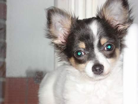 Chihuahua Fie - min lille engel billede 3