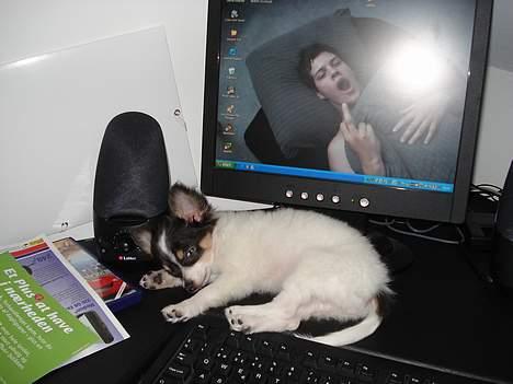 Chihuahua Fie - det er så her fie plejer at ligge når jeg sidder ved computeren.ss  billede 4