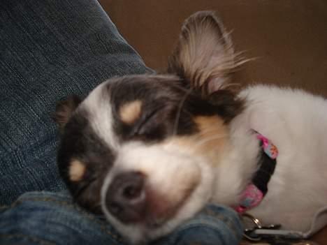 Chihuahua Fie - det er så fie det meste af dagen billede 5