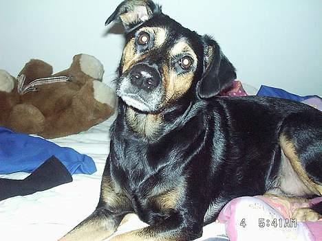 Blanding af racer Dina (r.i.p :-( ) billede 13