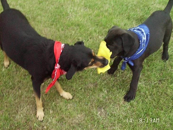 Blanding af racer Dina (r.i.p :-( ) - Mig og Cæsar billede 14