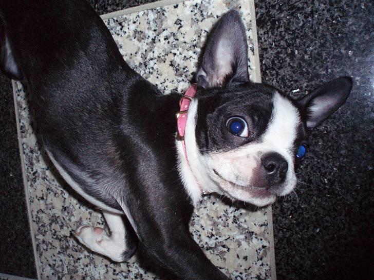 Boston terrier Emma - Modelling... billede 1