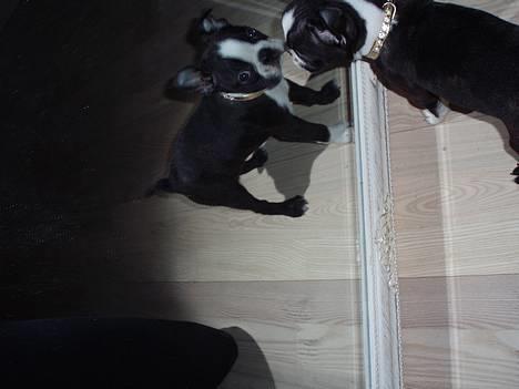 Boston terrier Emma - Det var da sjovt.... billede 2