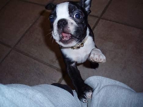 Boston terrier Emma billede 3