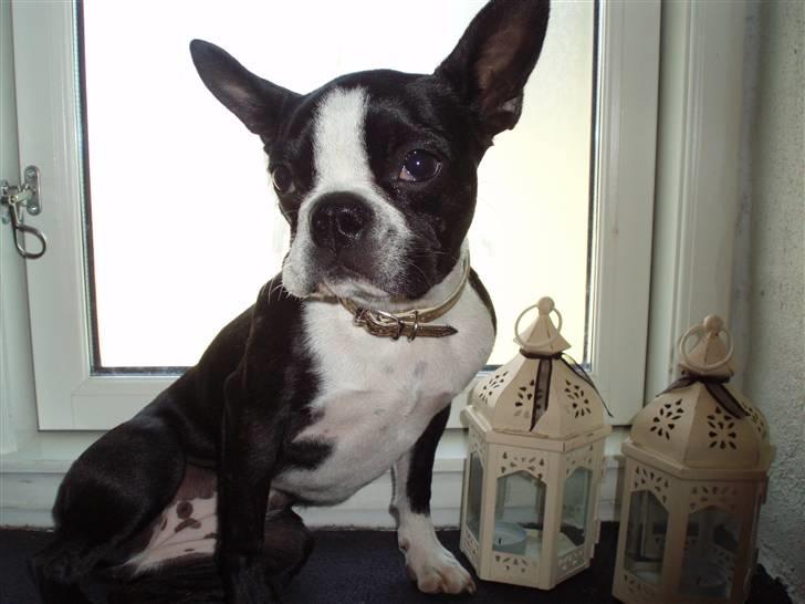 Boston terrier Emma billede 4