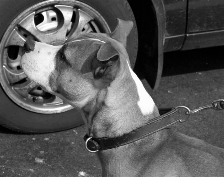 Blanding af racer Macho billede 5