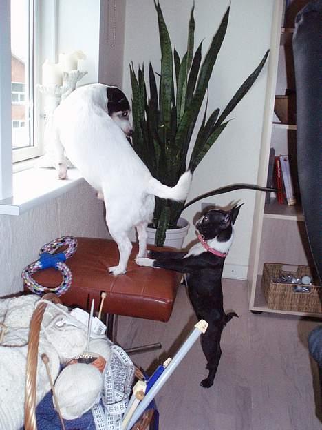 Boston terrier Emma - la da di da da, jeg laver ingenting.. billede 5