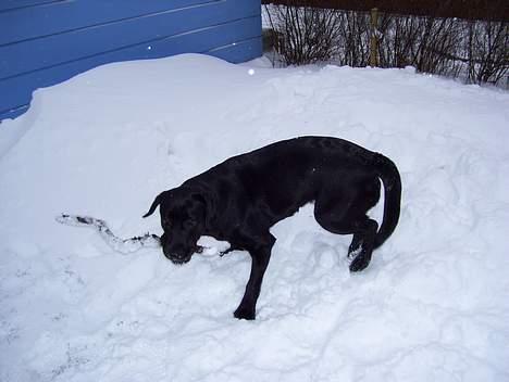 Labrador retriever Bianca - Du kan ikke fange miiig!! billede 6
