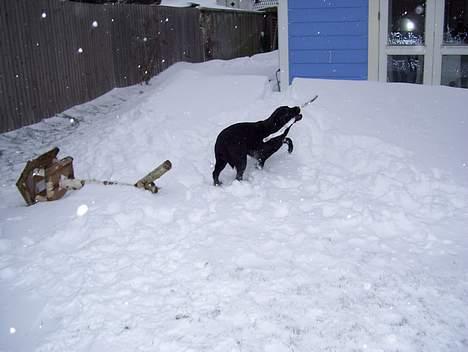Labrador retriever Bianca - Nej altså, den er ret stor den her pind! billede 7