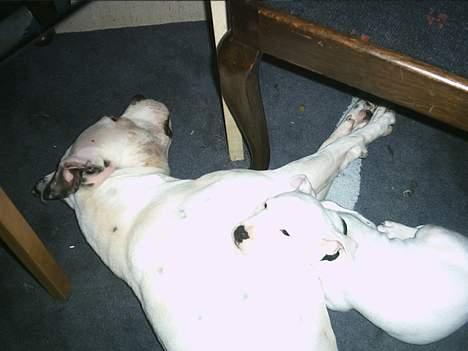 Amerikansk staffordshire terrier Bobby billede 11