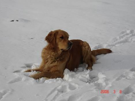 Golden retriever Ballou billede 1