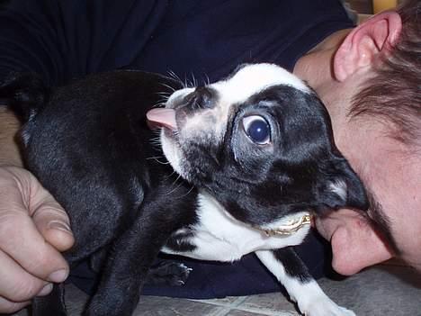 Boston terrier Emma - jeg kan også række tunge, KOM IGEN MOR! billede 6
