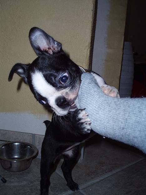 Boston terrier Emma - Ret surt ellers.. billede 7