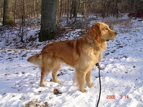 Golden retriever Ballou billede 2