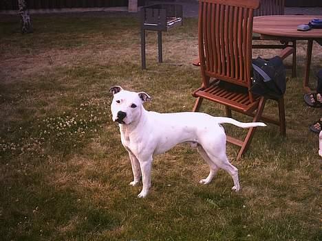 Amerikansk staffordshire terrier Bobby billede 12