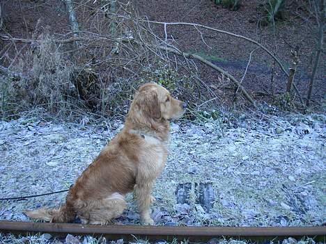 Golden retriever Ballou billede 3