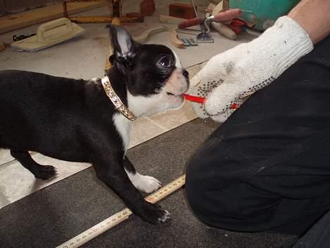 Boston terrier Emma - Jeg havde den først billede 8