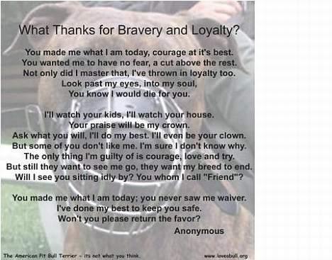 Amerikansk staffordshire terrier Bobby billede 13